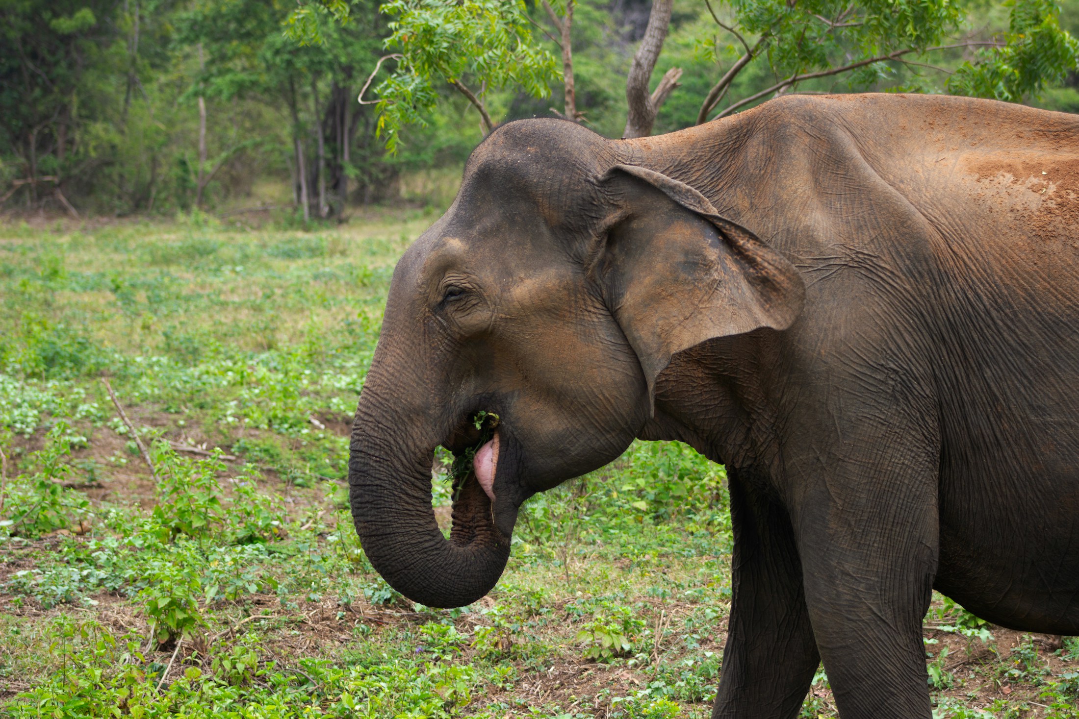 Yala National Park